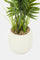 Redtag-Artificial-Plant-In-Ceramic-Pot-(86Cm)-Category:Plants-&-Flowers,-Colour:Green,-Deals:New-In,-Filter:Home-Decor,-H1:HMW,-H2:HOM,-H3:DEA,-H4:VSS,-HMW-HOM-Decorative-Accessories,-HMWHOMDEAVSS,-New-In-HMW-HOM,-Non-Sale,-ProductType:Artificial-Plants,-Promo:KYRA,-Season:W23A,-Section:Homewares,-Style:BIG-PLANTS,-W23A-Home-Decor-