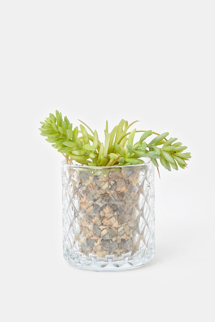 Redtag-Artificial-Suculent-Plant-In-Glass-Pot-Category:Plants-&-Flowers,-Colour:Green,-Deals:New-In,-Filter:Home-Decor,-H1:HMW,-H2:HOM,-H3:DEA,-H4:DCA,-HMW-HOM-Decorative-Accessories,-HMWHOMDEADCA,-New-In-HMW-HOM,-Niomi,-Non-Sale,-ProductType:Bathmat-Sets,-Season:W23B,-Section:Homewares,-W23B-Home-Decor-