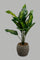Redtag-Artificial-Plant-in-Beige-Ceramic-Pot-Artificial-Plants-Home-Decor-