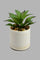 Redtag-White-Ceramic-Pot-With-Artificial-Succulent-Artificial-Plants-Home-Decor-