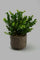 Redtag-Brown-Artificial-Plant-in-Ceramic-Pot-with-Stand-Artificial-Plants-Home-Decor-