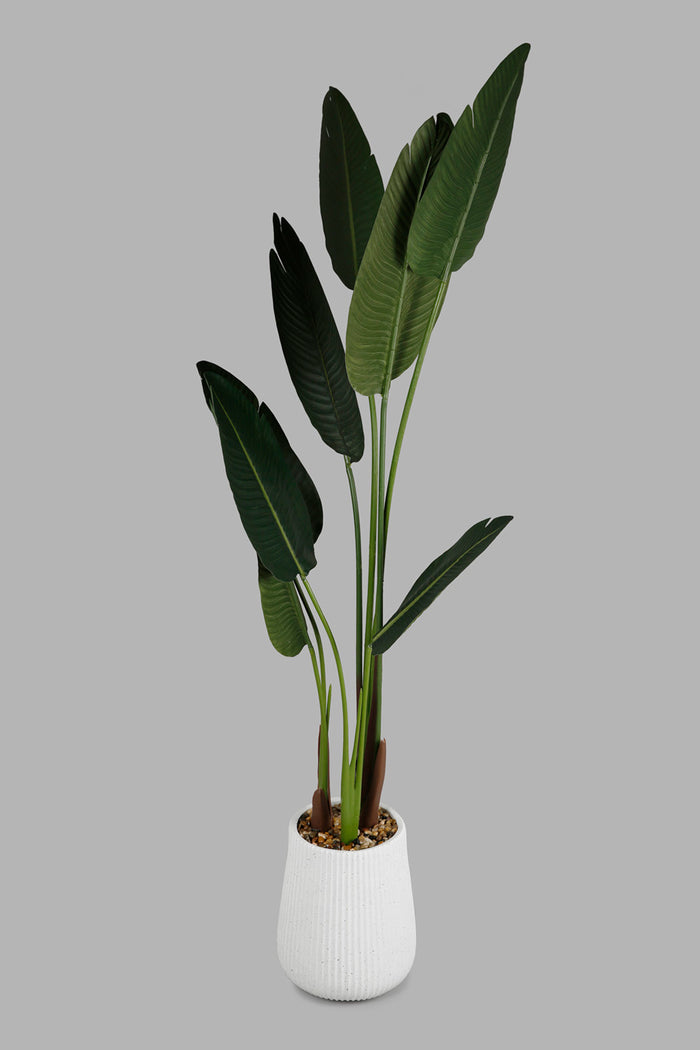 Redtag-Green-Artificial-Banana-Plant-In-Ribbed-Tall-Pot-160Cm-Category:Plants-&-Flowers,-Colour:Green,-Deals:New-In,-Filter:Home-Decor,-Harmony,-HMW-HOM-Decorative-Accessories,-New-In-HMW-HOM,-Non-Sale,-Section:Homewares,-W22O-Home-Decor-