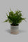 Redtag-Artificial-Plant-In-Ceramic-Pot-With-Base-Category:Plants-&-Flowers,-Colour:White,-Deals:New-In,-Filter:Home-Decor,-HMW-HOM-Decorative-Accessories,-New-In-HMW-HOM,-Non-Sale,-Section:Homewares,-Valerie,-W22B-Home-Decor-